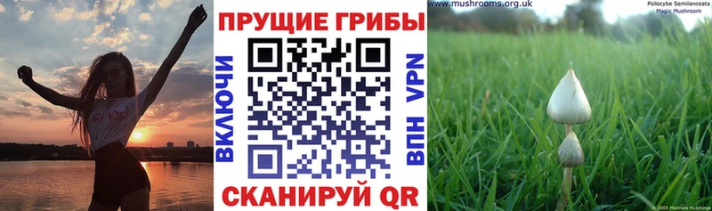 Галлюциногенные грибы Magic Shrooms OMG рабочий сайт Валдай